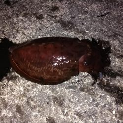 アオリイカ不発